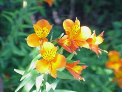 Alstroemeria aurantiaca (Peruvian Lily)
