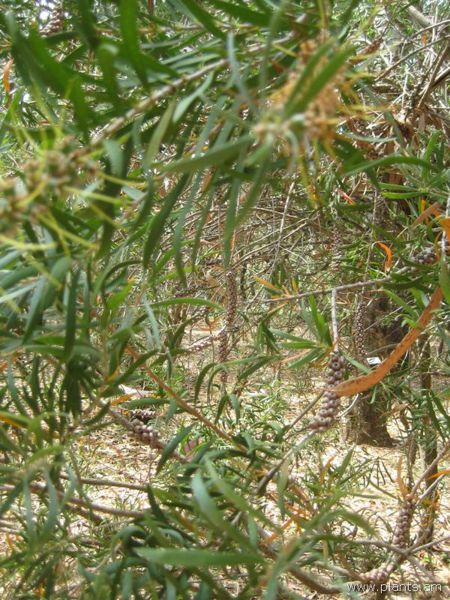 File:Callistemon salignus-IMG 3175 lokrun.jpg