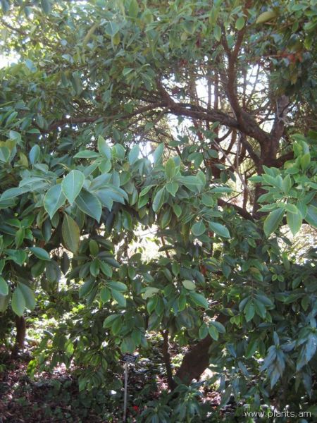 File:Cleyera japonica-var. grandiflora-IMG 8060 sfbg0308.jpg