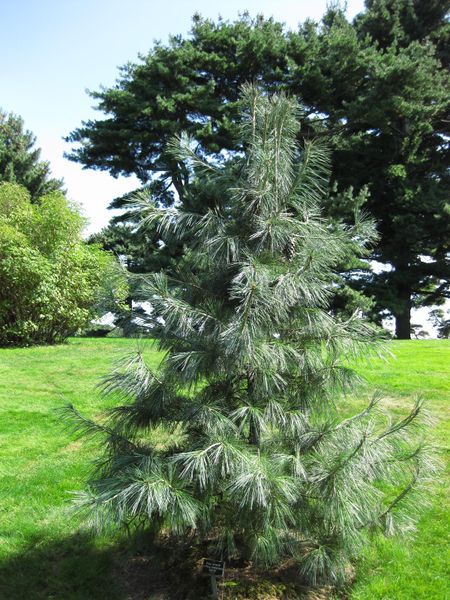 File:IMG 0317 nybg09.jpg