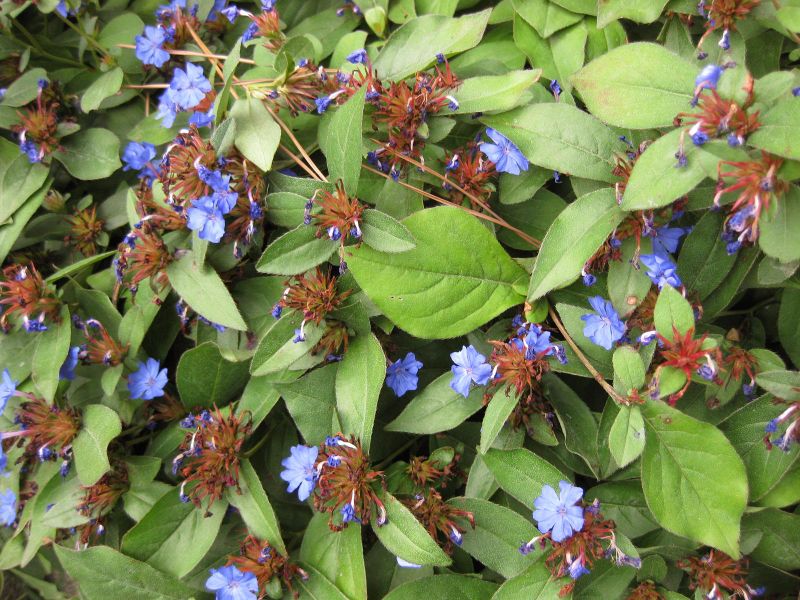 File:IMG 1458 bbg09.jpg