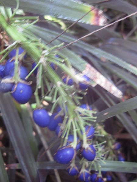 File:IMG 2043 hunt0903.jpg