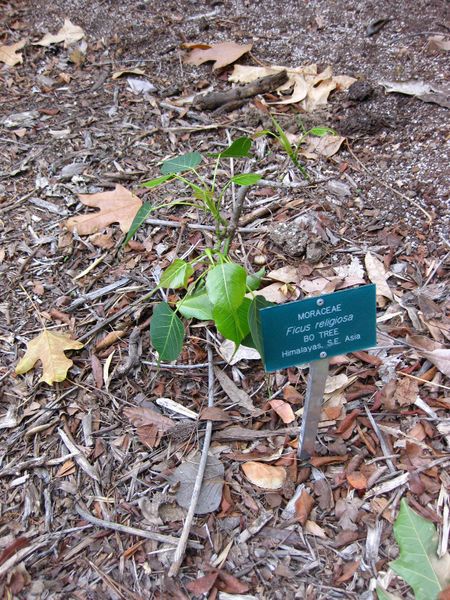 File:IMG 2544 ucla09.jpg