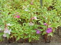 Impatiens balsamina - Balsam