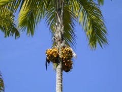 Bactris gasipaes palm