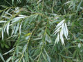 Thumbnail for version as of 08:18, 14 November 2007