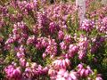 Thumbnail for version as of 09:17, 29 April 2025