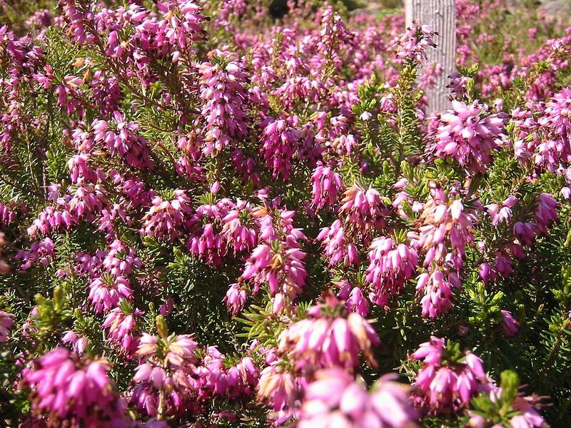 File:1024px-Erica herbacea L 01HD.jpg