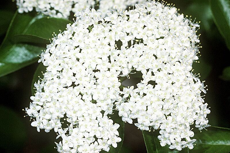 File:1024px-Viburnum prunifolium USDA2.jpg