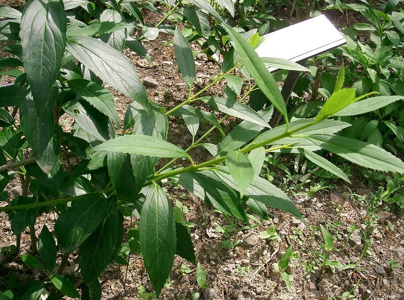 File:1280px-Forsythia suspensa1.jpg