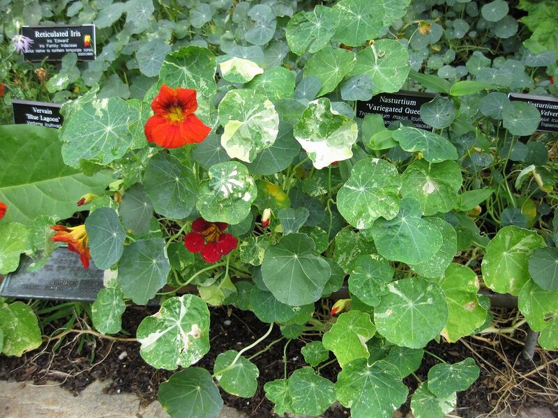 File:1280px-IMG 0715 bbg09.jpg