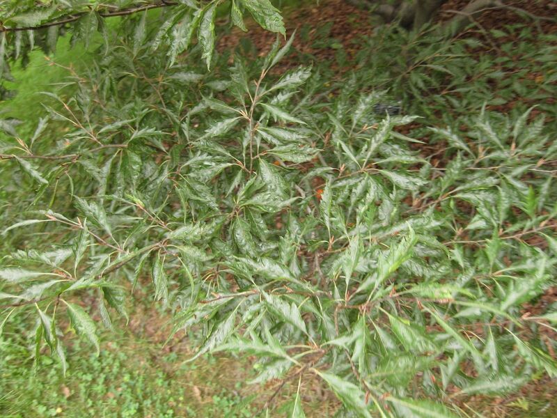 File:1280px-IMG 1405 bbg09.jpg