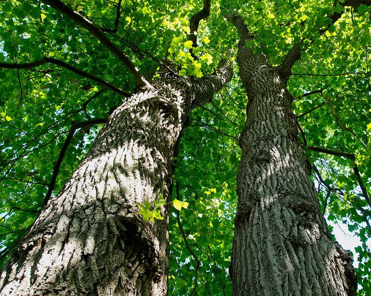 File:1280px-Liriodendron.jpg