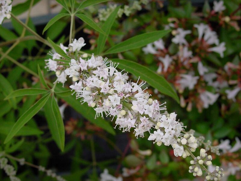 File:1280px-Vitex agnus-castus A.jpg
