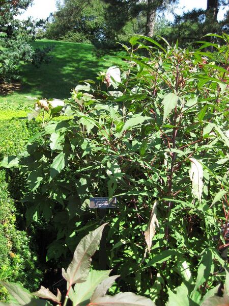 File:576px-IMG 0083 nybg09.jpg