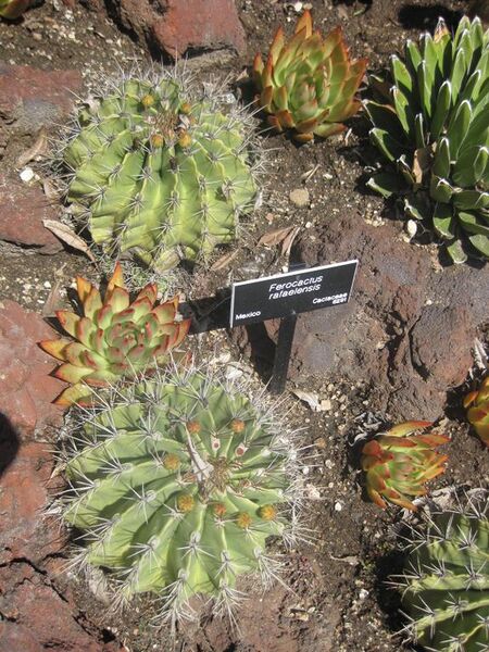 File:576px-IMG 2187 hunt0903.jpg