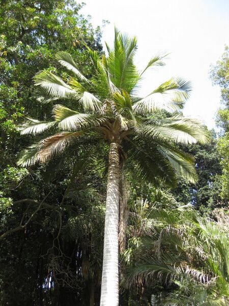 File:576px-IMG 4173 hunt0904.jpg