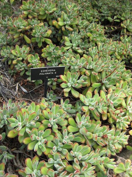 File:576px-IMG 7446 hunt09jun.jpg