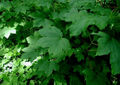 Thumbnail for version as of 09:08, 29 April 2025
