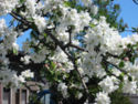 Apple blossom