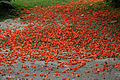 flowers on ground in Kolkata, West Bengal, India.