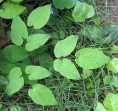 Epimedium grandiflorum