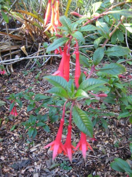 File:Fuchsia-hybr.-fanfare-x-vulcanica-IMG 7041 sfbg0308.jpg