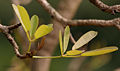 Thumbnail for version as of 09:08, 29 April 2025