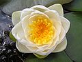 Nypmhaea alba