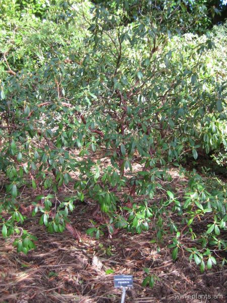 File:Rhododendron formosum-IMG 7182 sfbg0308.jpg