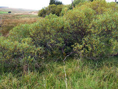 Bay Willow with early autumn colours, Kielder, Northumberland