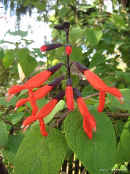 File:Salvia urica-IMG 7519 sfbg0308.jpg
