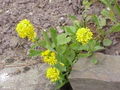 Thumbnail for version as of 09:08, 29 April 2025