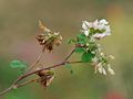 Trifolium nigrescens