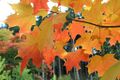Thumbnail for version as of 09:02, 29 April 2025