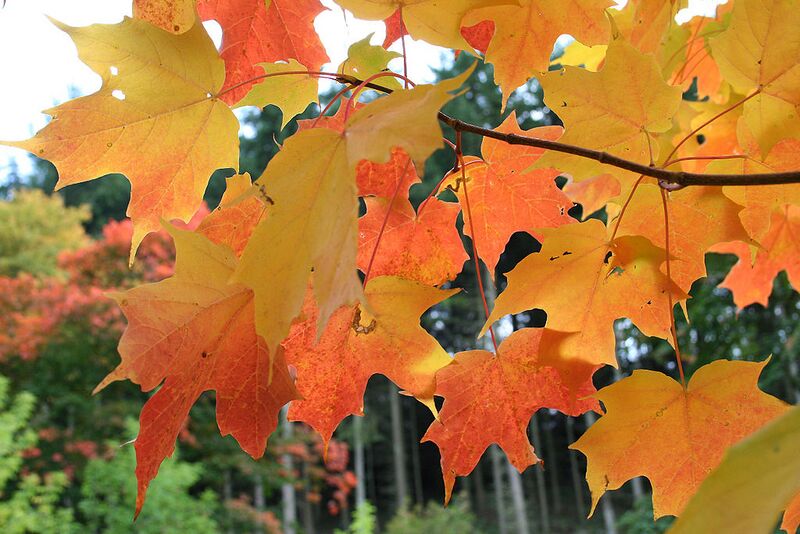File:1024px-Acer saccharum JPG1L.jpg