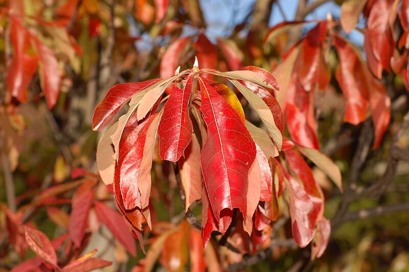 File:1024px-Franklin Tree Franklinia alatamaha Autumn Leaf 2000px.jpg
