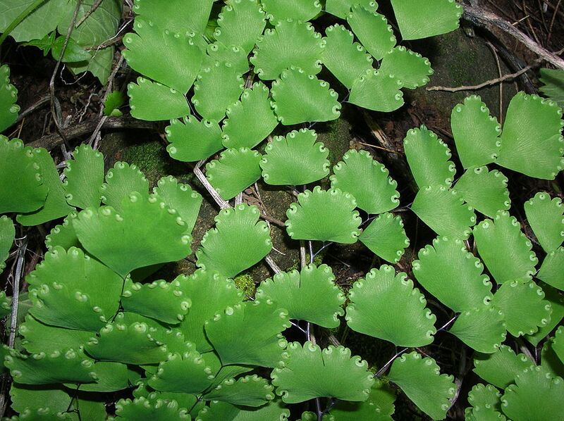 File:1024px-Starr 041229-2750 Adiantum raddianum.jpg