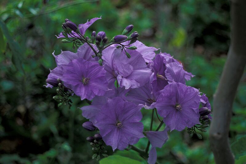 File:1024px-Starr 980529-4264 Solanum wendlandii.jpg