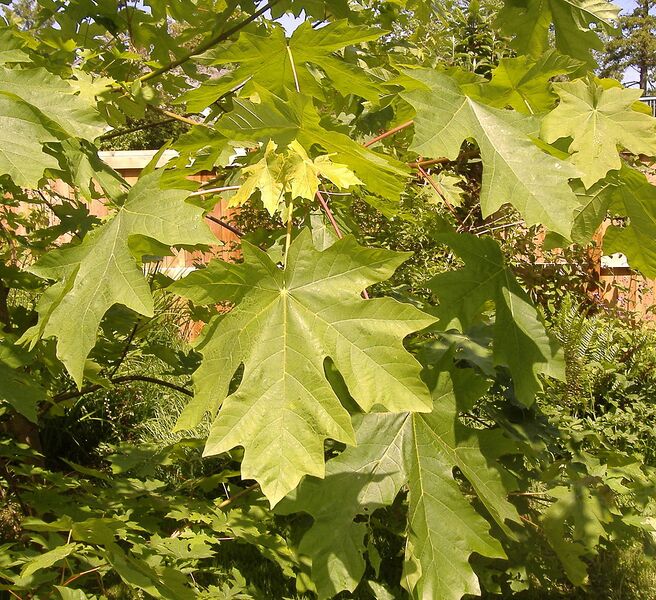 File:1120px-Acer macrophyllum 1199.jpg