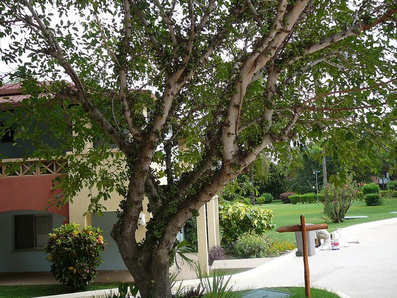 File:1280px-Ficus lutea 0001.jpg