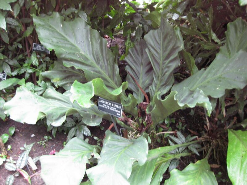 File:1280px-IMG 1161 bbg09.jpg