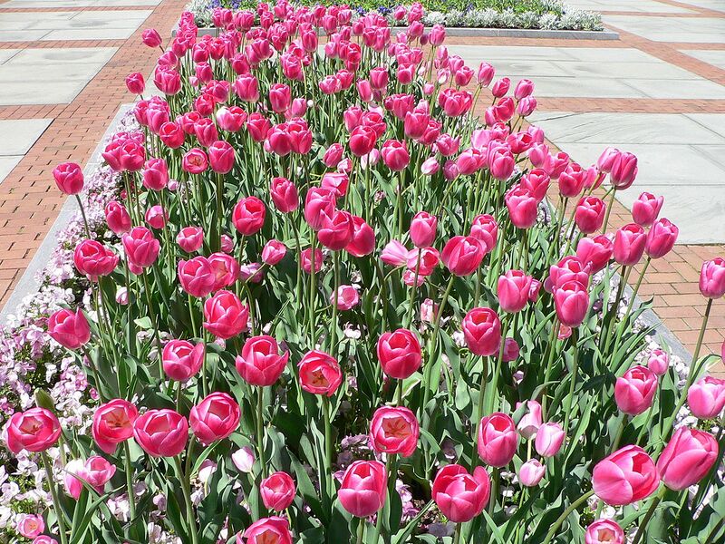 File:1280px-Tullips1.jpg