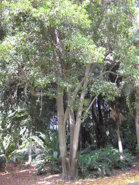 File:576px-IMG 4178 hunt0904.jpg