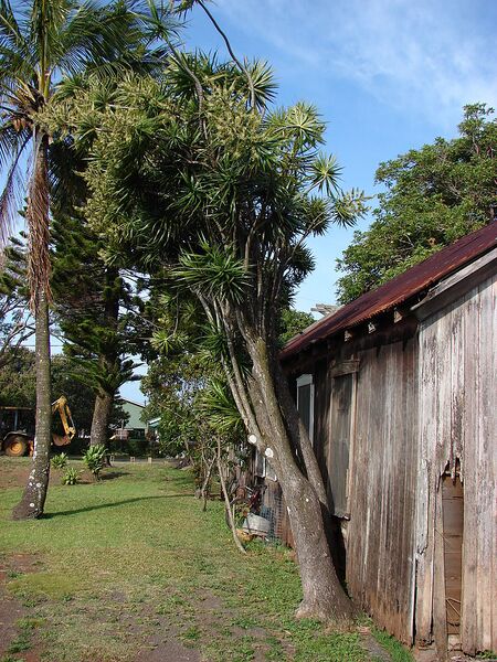 File:768px-Starr 080417-4066 Dracaena marginata.jpg