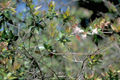 Thumbnail for version as of 04:16, 15 April 2007