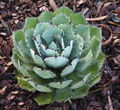 Agave potatorum cv. 'Kichiokan'