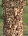 trunk at Narendrapur near Kolkata, West Bengal, India.