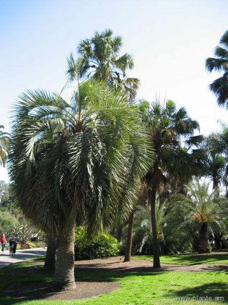 File:Butia capitata-IMG 0277 hunt07.jpg