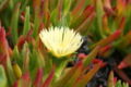 White flower with red-tinted leaves.
